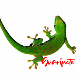 Guaripete