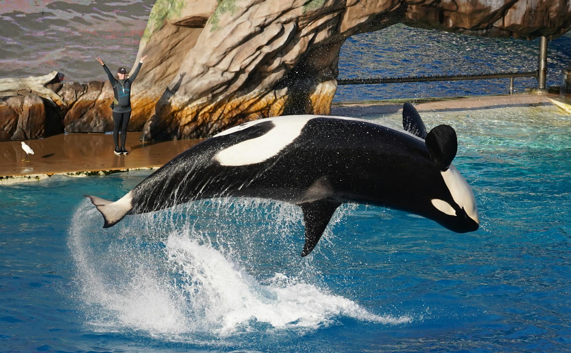 SeaWorld, Orlando, Florida, theme park, marine animals, shows, rides, dolphins, whales, conservation, Gorila Travel,