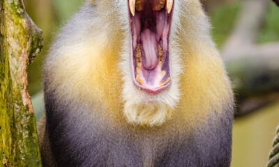 yellow black baboon