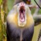 yellow black baboon