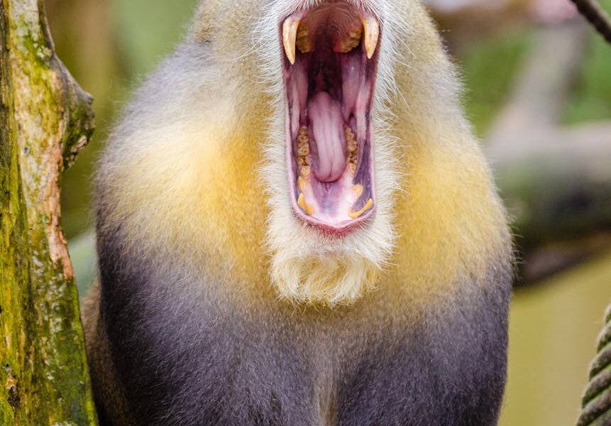 yellow black baboon